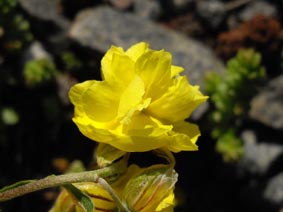 Helianthemum ‘Ltea Plena'